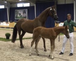 dressage horse Fiobella (Rhinelander, 2013, from Fiorano)