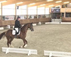 dressage horse Belcanto 42 (Württemberger, 2010, from Belissimo NRW)