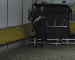 dressage horse Fiorella Queen 11 (Hanoverian, 2004, from Fielmann)