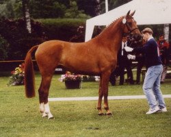 broodmare Romanze (Oldenburg, 1993, from Romancier)