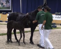 broodmare Fantagero (Rhinelander, 2013, from Fürst Remus)