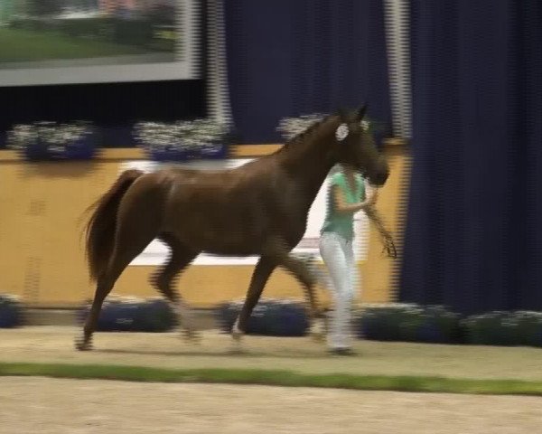 dressage horse Fabiola (Rhinelander, 2010, from Flatley 2)