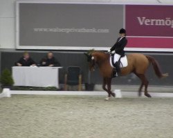 dressage horse Tjakka 2 (KWPN (Royal Dutch Sporthorse), 2000, from Montecristo)