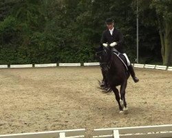 dressage horse San Rubinia (Rhinelander, 2004, from San Rubin)