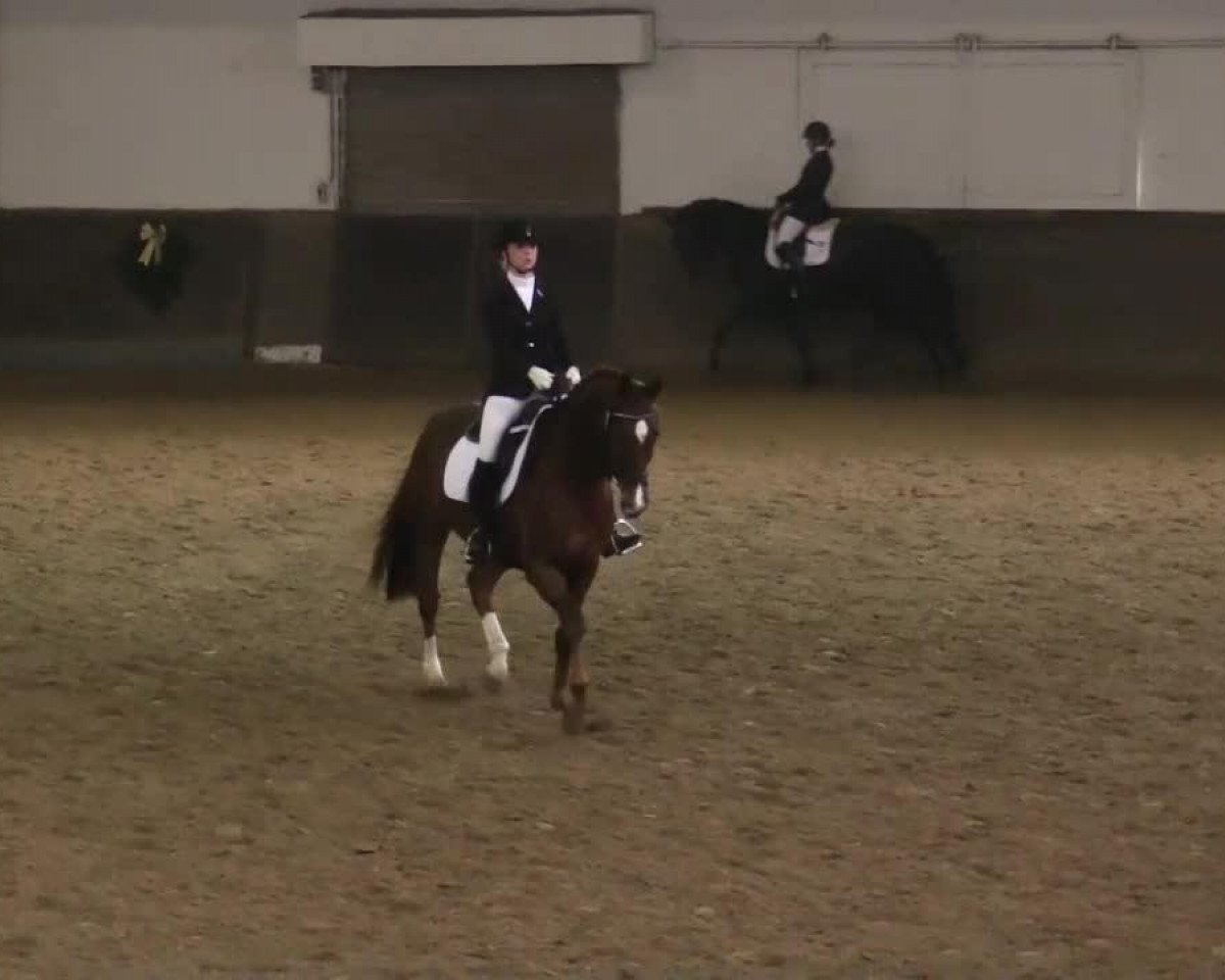 dressage horse Fürst Frodo 2 (Rhinelander, 2004, from Feiner Ludwig)