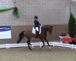 dressage horse Stanley (Hanoverian, 2007, from Stedinger)