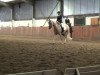 dressage horse Brantops - Goldbiene (German Riding Pony, 2008, from Brantops Go for Gold)