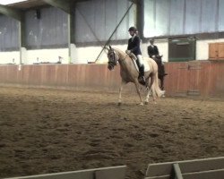 dressage horse Brantops - Goldbiene (German Riding Pony, 2008, from Brantops Go for Gold)