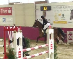 jumper Atila van den Ark (Belgian Warmblood, 2000, from Randel Z)