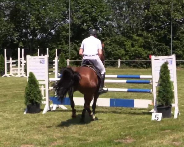 dressage horse Chilenin (Hanoverian, 2008, from Chico's Boy)