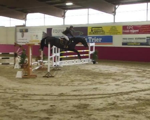 dressage horse Carlo (German Riding Pony, 2008, from Couleur Noire)