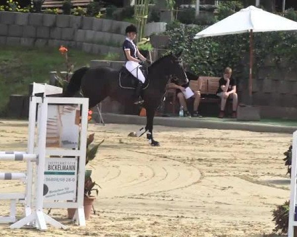 dressage horse Rosa Negra (Zweibrücken, 2009, from Rubinero 2)