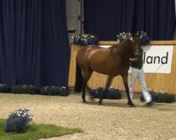 dressage horse Didimarilla (Rhinelander, 2010, from Detroit)