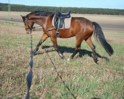 dressage horse Barramundi R (Deutsches Sportpferd, 2010, from Belissimo NRW)