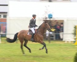 broodmare Chacanua (Oldenburg show jumper, 2007, from Chacco-Blue)