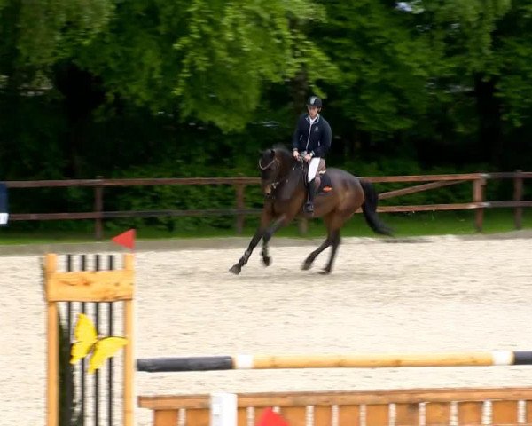horse Con Paulo (Oldenburg show jumper, 2008, from Contendro I)