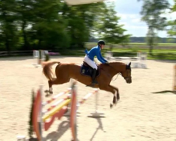 jumper Sanletto (Oldenburg show jumper, 2008, from Sanvaro)