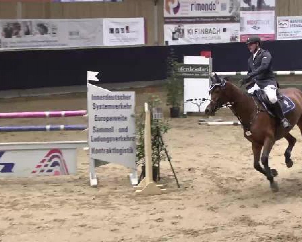 Springpferd Celina G (Württemberger, 2007, von Cellini 8)
