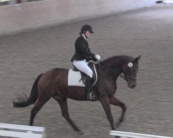 dressage horse Sheikha B (Hanoverian, 2009, from Soliman)