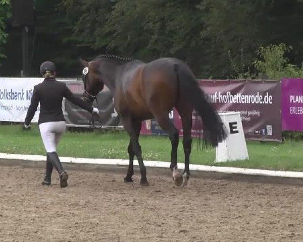 dressage horse Damso D'Arx (Hanoverian, 2010, from Don Crusador)