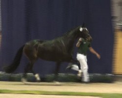 horse Dutch Devotion (Rhinelander, 2009, from Dutch Dormello)