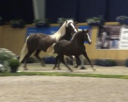 horse Leica (Black Forest Horse, 2013, from Milan)