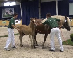 Pferd Rango (Schwarzwälder Kaltblut, 2013, von Ravel)