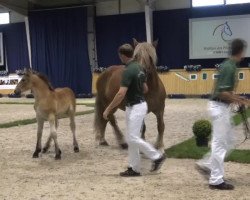 dressage horse Nico (Rhenish-German Cold-Blood, 2013, from Newton)