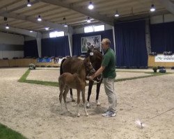 Pferd Luca C (Deutsches Reitpony, 2013, von Coelenhage's Lordy)