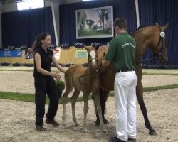 dressage horse Stute von FS Numero Uno (German Riding Pony, 2013, from Fs Numero Uno)