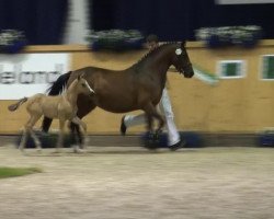 Dressurpferd Devaki (Deutsches Reitpony, 2013, von Dornik B)