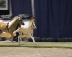 dressage horse Stano (Haflinger, 2013, from Sternstunde)