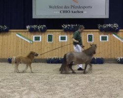 Pferd Loana de la Noé (Deutsches Classic Pony, 2013, von Blastou v.Clus)