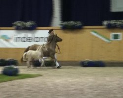 Pferd Laila de la Noé (Deutsches Classic Pony, 2013, von Blastou v.Clus)