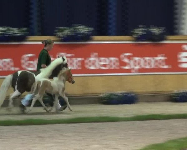 Pferd Blue Moon de la Noé (Deutsches Classic Pony, 2013, von Blastou v.Clus)