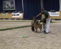 horse Costa (Dt.Part-bred Shetland pony, 2013, from Carlos van de Laarhoeve)