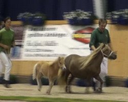 horse Gonda van de Weerd (Shetland Pony, 2013, from Pieter van de Zandkamp)