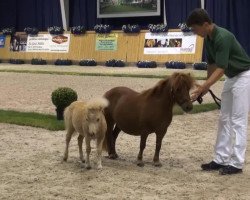 Pferd Pippa vom Sophienblick (Shetland Pony (unter 87 cm), 2013, von Puc's Paradise)