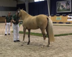 broodmare Morgensterns Diadema (German Riding Pony, 2010, from FS Don't Worry)