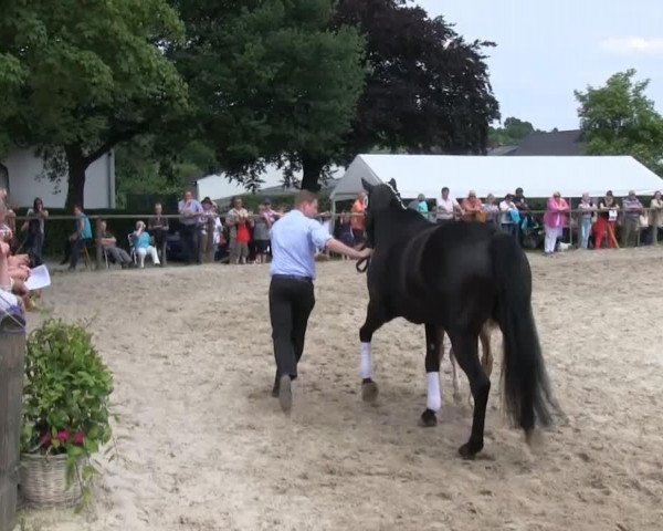 dressage horse Stute von Vitalis (Westphalian, 2013, from Vitalis)