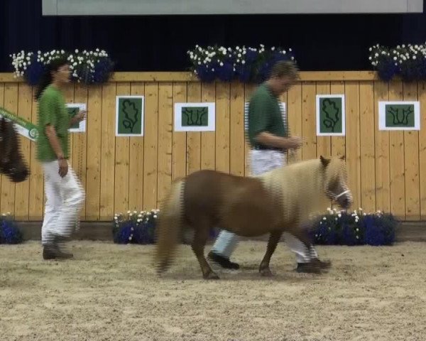 horse Abera (Shetland Pony, 2010, from Aber Hallo v.DHK)