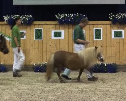 Pferd Abera (Shetland Pony, 2010, von Aber Hallo v.DHK)