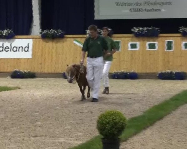 Zuchtstute Christina van de Weerd (Shetland Pony, 2009, von Percy v.Stal Olyhof)