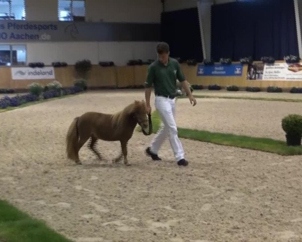 horse Polly Pocket (Dt.Part-bred Shetland pony, 2010, from Puc's Paradise)