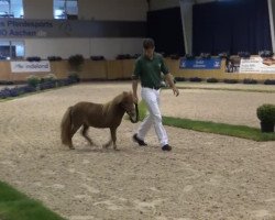 Pferd Polly Pocket (Dt.Part-bred Shetland Pony, 2010, von Puc's Paradise)