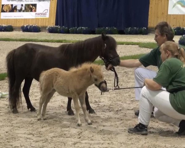 broodmare Ciky van Stal de Hestert (Shetland pony (under 87 cm), 2009, from Briar Desmond)