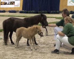 broodmare Ciky van Stal de Hestert (Shetland pony (under 87 cm), 2009, from Briar Desmond)