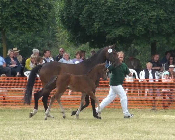 jumper Stute von Carrico (Rhinelander, 2013, from Carrico)