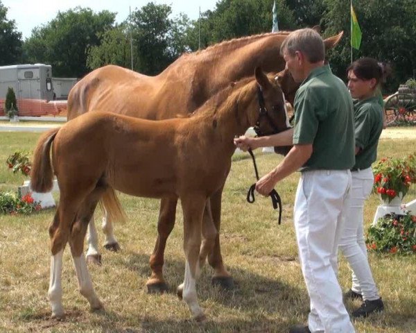 dressage horse Quillian 3 (Rhinelander, 2013, from Quotenkoenig 2)