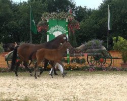 dressage horse Soraja (Rhinelander, 2013, from Sir Donnerhall I)